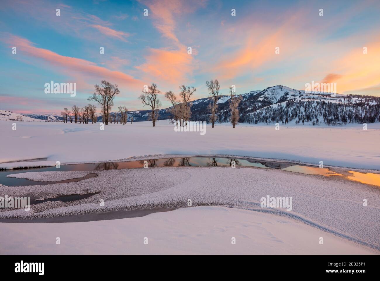 Yellowstone National Park, Wyoming: Bunte Wolken und Baumwollwälder spiegeln sich im Lamar River bei Sonnenuntergang im Lamar Valley mit Amethyst Peak in t Stockfoto