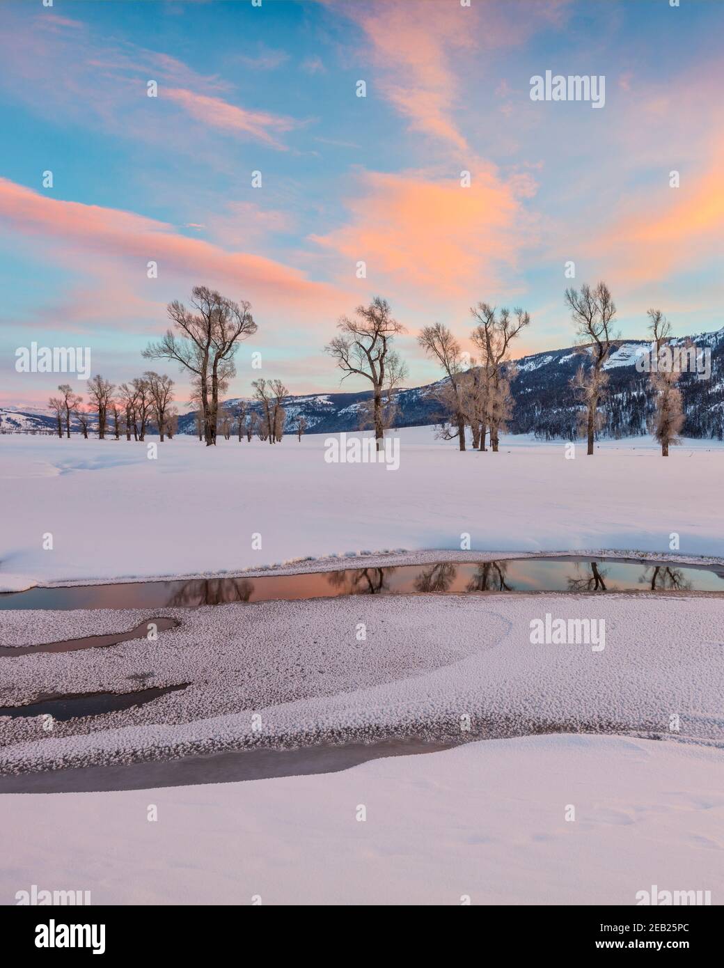 Yellowstone National Park, Wyoming: Bunte Wolken und Baumwollwälder spiegeln sich im Lamar River bei Sonnenuntergang im Lamar Valley mit Amethyst Peak in t Stockfoto