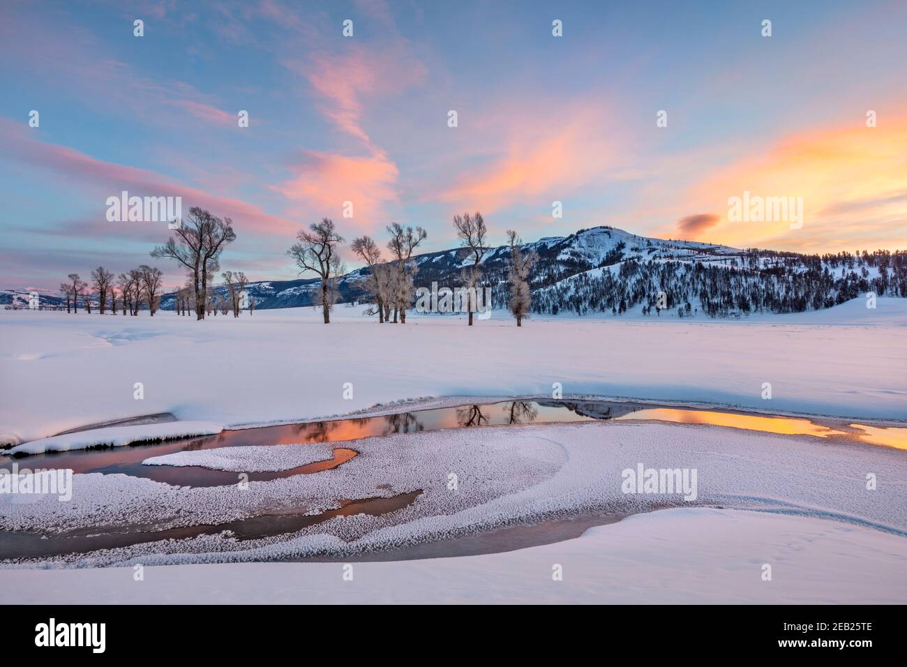 Yellowstone National Park, Wyoming: Bunte Wolken und Baumwollwälder spiegeln sich im Lamar River bei Sonnenuntergang im Lamar Valley mit Amethyst Peak in t Stockfoto