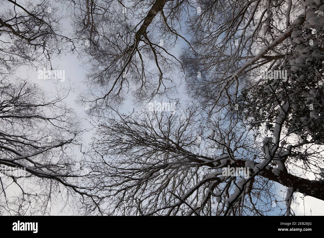 Weißer, wolkenumhüllter, schneebeladener winterlicher Himmel über einem Baumkronen; Schnee klammert sich an die kahl verzweigten Kronen auf schlanken Birken-, Eichen- und Eschenbäumen. Stockfoto