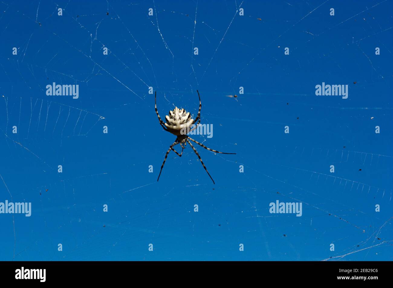 Bild von der Rückseite einer Tigerspinne der Argiope Lobata Typ unterstützt durch sein Netz mit dem Himmel Im Hintergrund Stockfoto