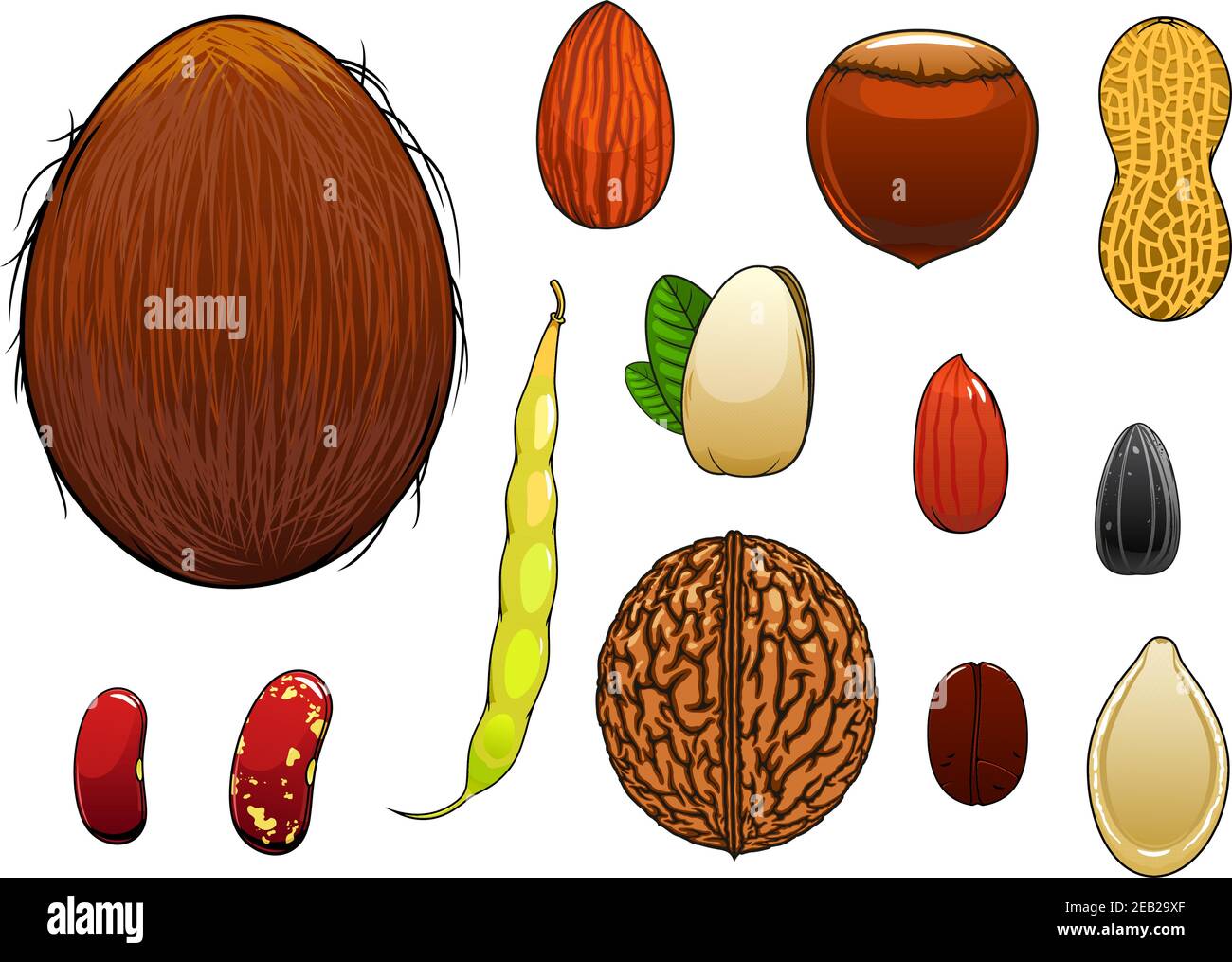 Kokosnuss, Mandel, Haselnuss, Pistazie, Kaffeebohne, ganze und geschälte Erdnüsse, Sonnenblumen-und Kürbiskerne, Walnuss, gemeinsame Bohnen mit Hülse in Cartoon sty Stock Vektor