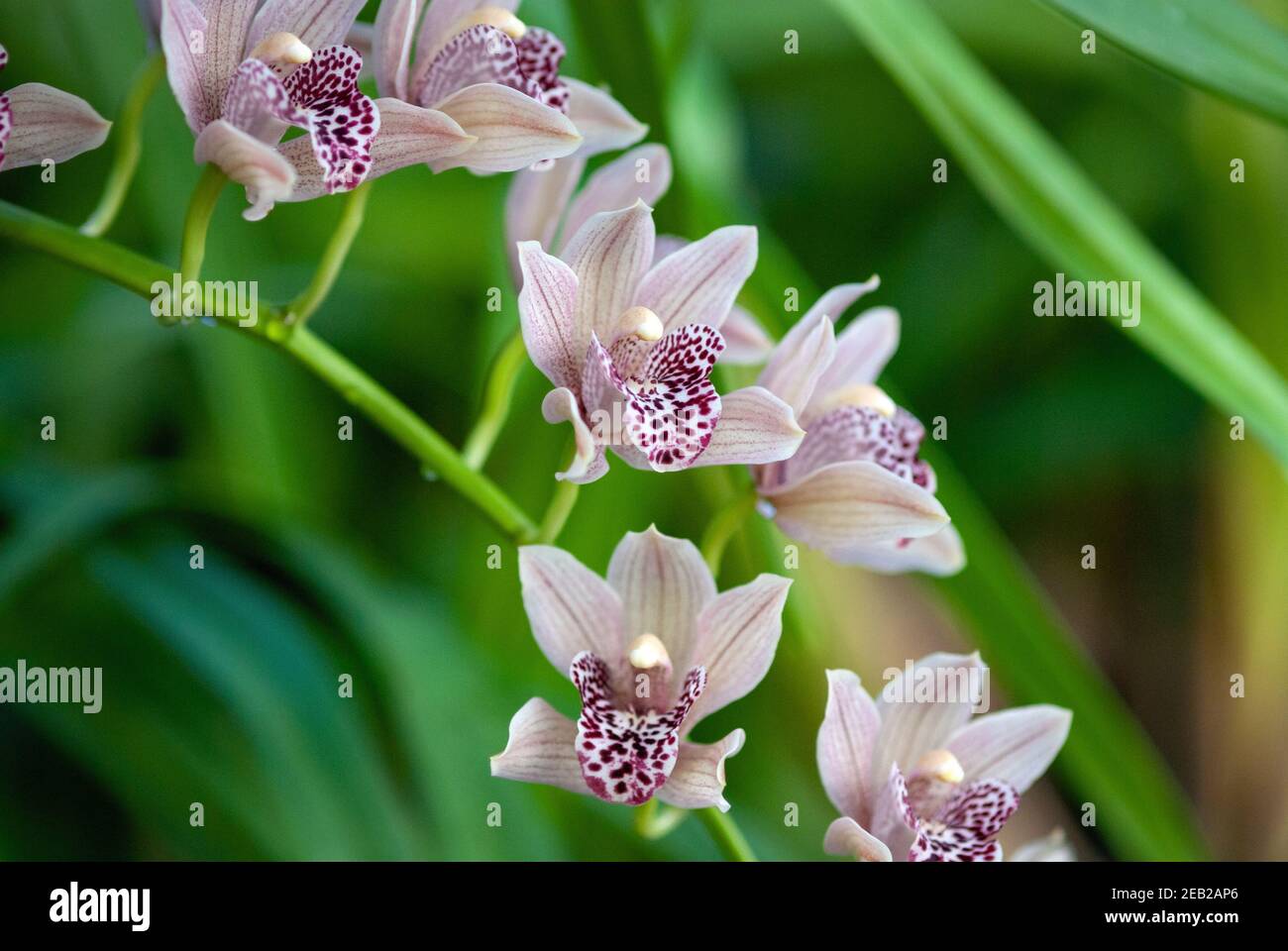 Staubige rosa Cymbidium Orchidee blüht im Wintergarten Stockfoto