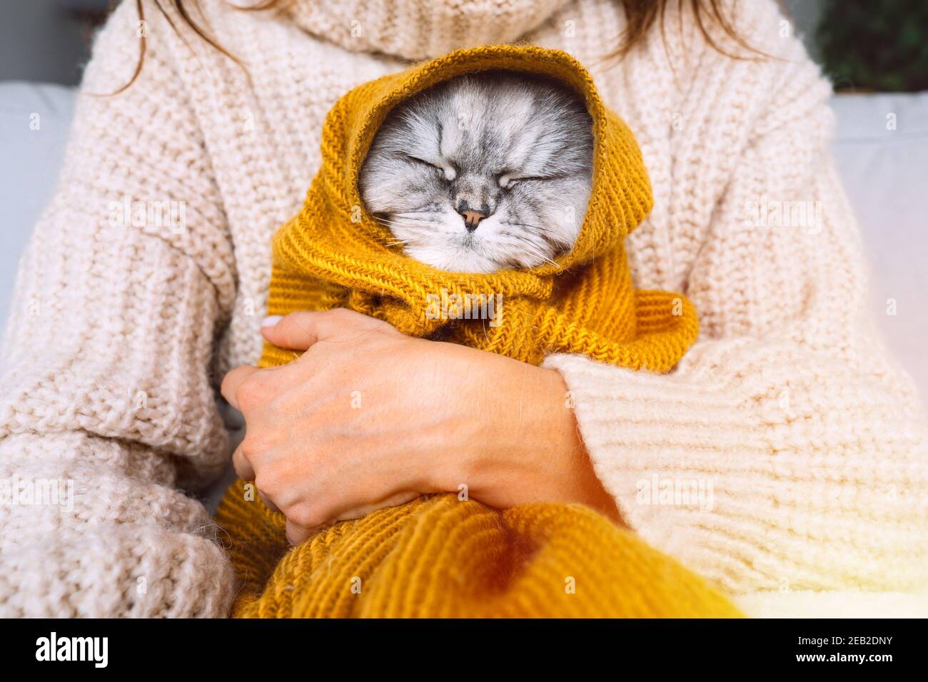 Frau in gemütlichen Pullover hält niedliche Katze im Karo. Katze ruht und erwärmt sich unter einer weichen Decke im kalten Herbst oder Winter. Gemütliches, warmes Bild Stockfoto