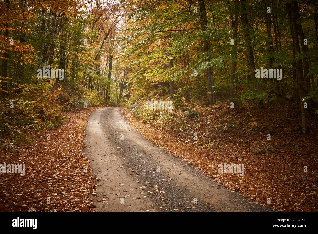 Rock Run Road, McIntyre Wild Area, Ralston, Lycoming County Pennsylvania, USA Stockfoto