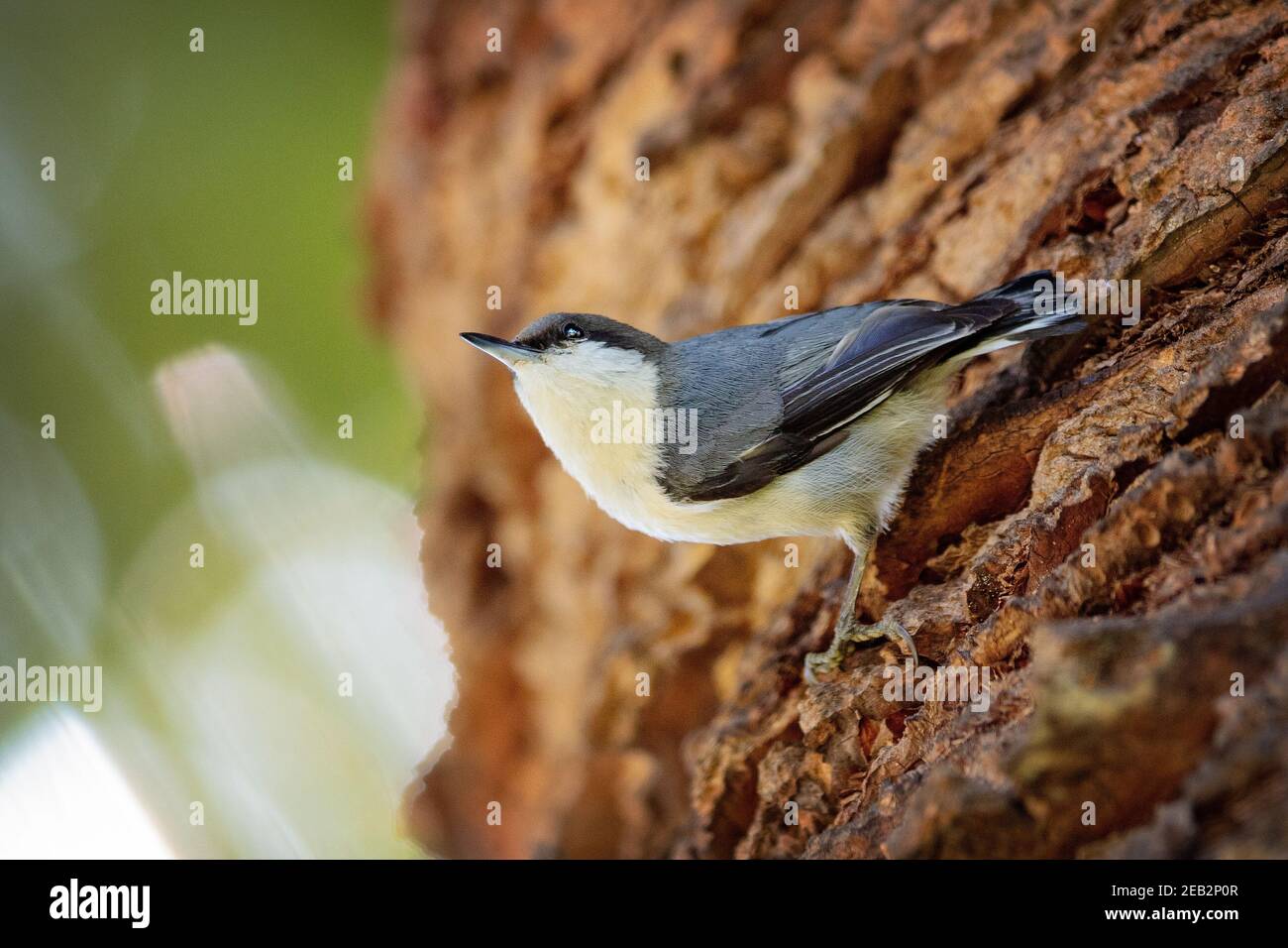 Pygmy Nuthatch (Sitta pygmaea) Vogel in Palo Alto, Kalifornien Stockfoto