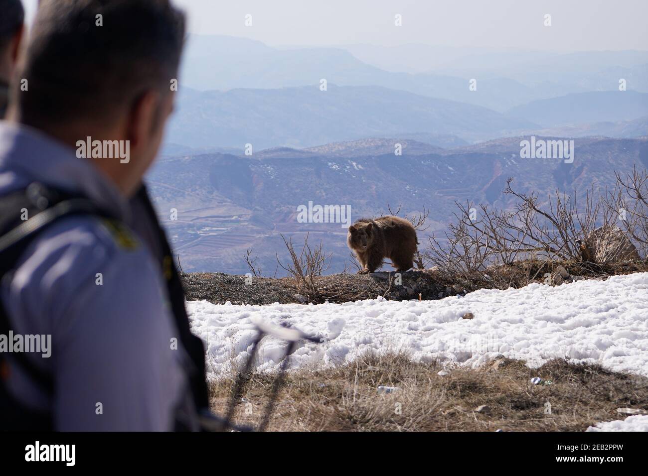 Duhok, Irak. Februar 2021, 11th. Ein Sicherheitsbeamter sieht einen Bären, der am Rande des Berges läuft.die Freilassung von sechs Bären im Gara-Berg im Duhok-Gouvernement in der Region Kurdistan im Irak im Rahmen einer Initiative der American Kurdischen Kooperationsorganisation zum Schutz der Bären vor dem Aussterben, Verschönern Sie die Natur in der Gegend und retten Sie Bären aus der Gefangenschaft in Häusern, wo sie aus Basra und Maysan Provinzen im Südirak gebracht wurden. Kredit: SOPA Images Limited/Alamy Live Nachrichten Stockfoto