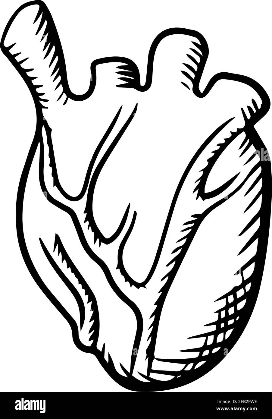 Symbol für die Anatomie des menschlichen Herzens mit detaillierten Arterien und Venen auf weißem Hintergrund. Design für Kardiologie oder Gesundheitswesen, Skizzenstil Stock Vektor