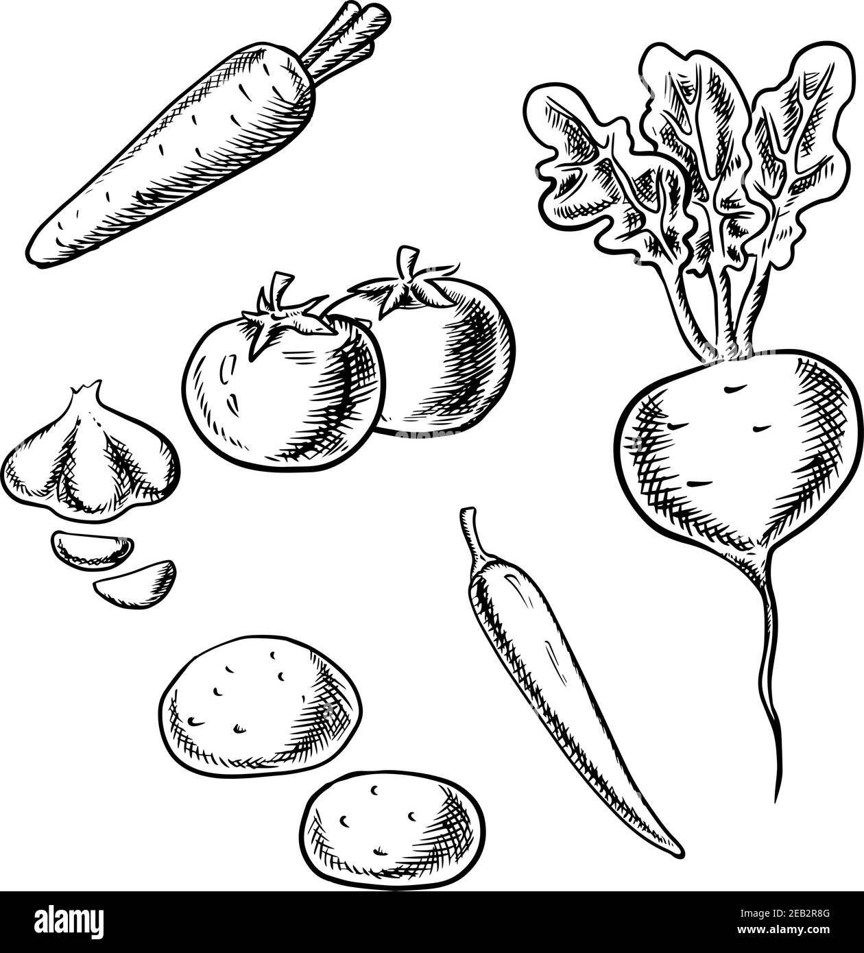 Frische gesunde Karotten, Tomaten, Rüben, Kartoffeln, Chili und Knoblauch Gemüse isoliert auf weißem Hintergrund, Skizze Design Stock Vektor