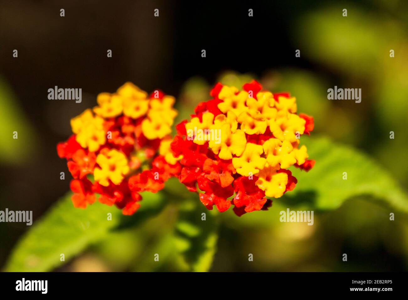 Auffällige rote und gelbe lantana blüht im tropischen Jaco, Costa Rica. Stockfoto
