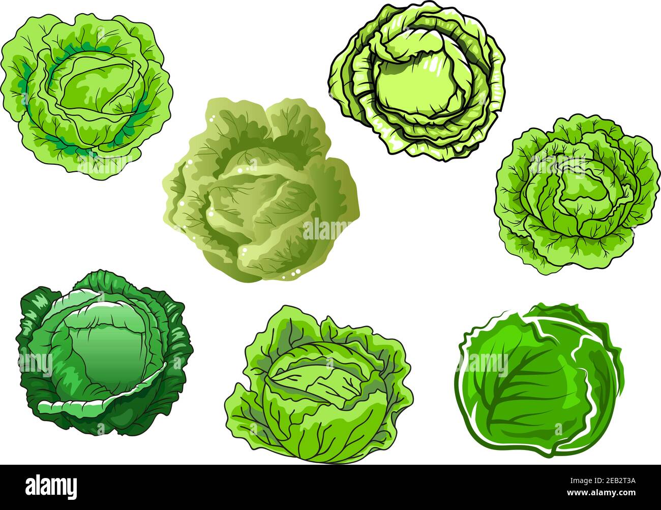 Frisches Kohlgemüse mit saftig grünen Blättern isoliert auf weißem Hintergrund, für die Landwirtschaft oder vegetarische Ernährung Konzept Design Stock Vektor
