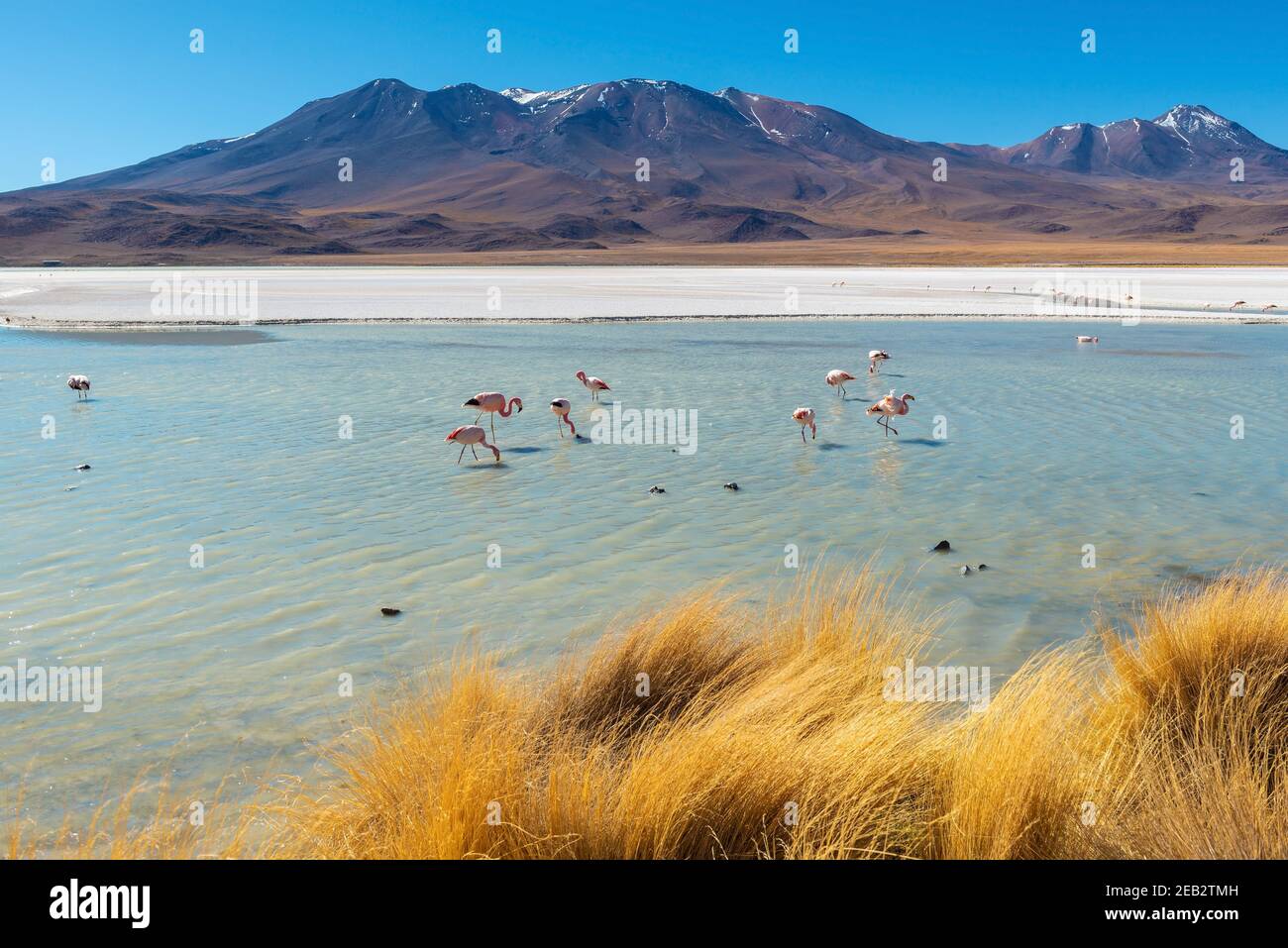 Canapa Lagune mit James Flamingo (Phoenicoparrus jamesi), Uyuni, Bolivien. Stockfoto