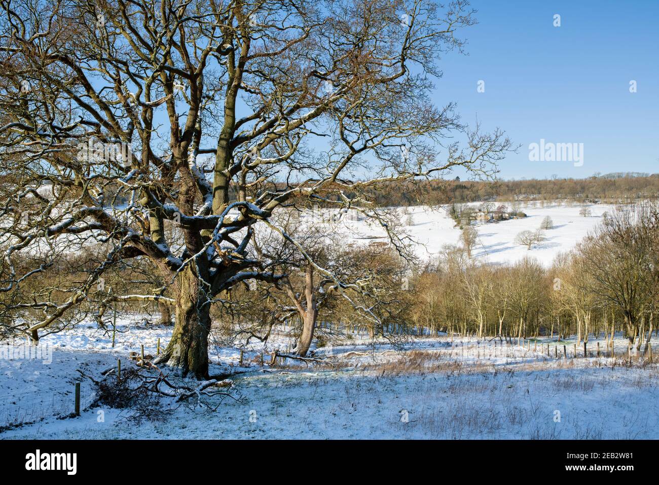 Eiche und Farm in den cotswolds im Schnee. Cotswolds, Gloucestershire, England Stockfoto