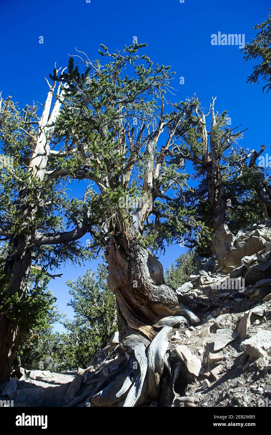 Antiker Bristlecone Pine Inyo National Forest Stockfoto