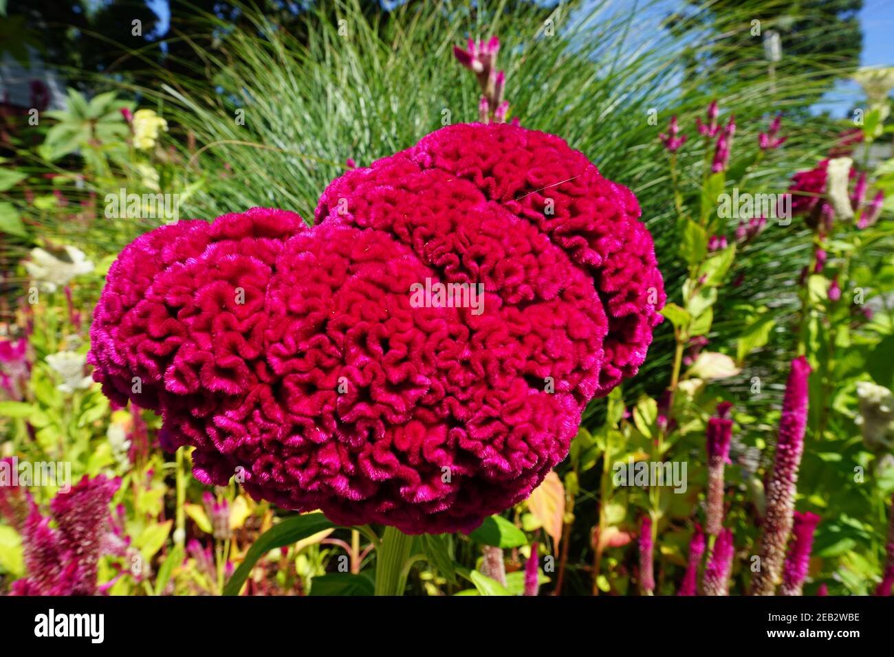 rote Blume Stockfoto