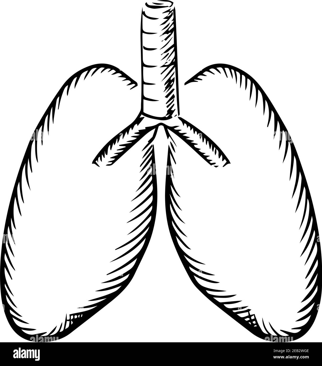 Gesunde menschliche Lungen mit Luftröhrensymbol, für das Design von medizinischen oder medizinischen Themen Stock Vektor