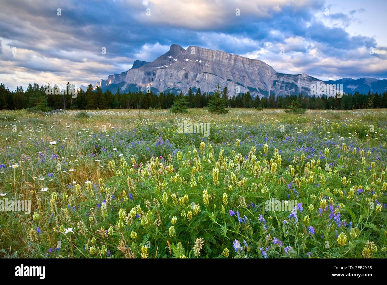Mount Rundle und wilde Blumen, Banff National Park, Alberta, Kanada Stockfoto