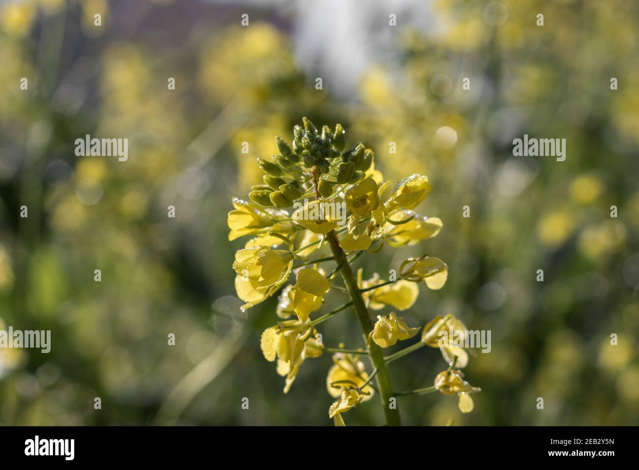 Sinapis arvensis, der Charlock-Senf im Frühlingsgelb blüht vor einem verschwommenen grünen Hintergrund. Nahaufnahme mit winzigen Regentropfen Stockfoto