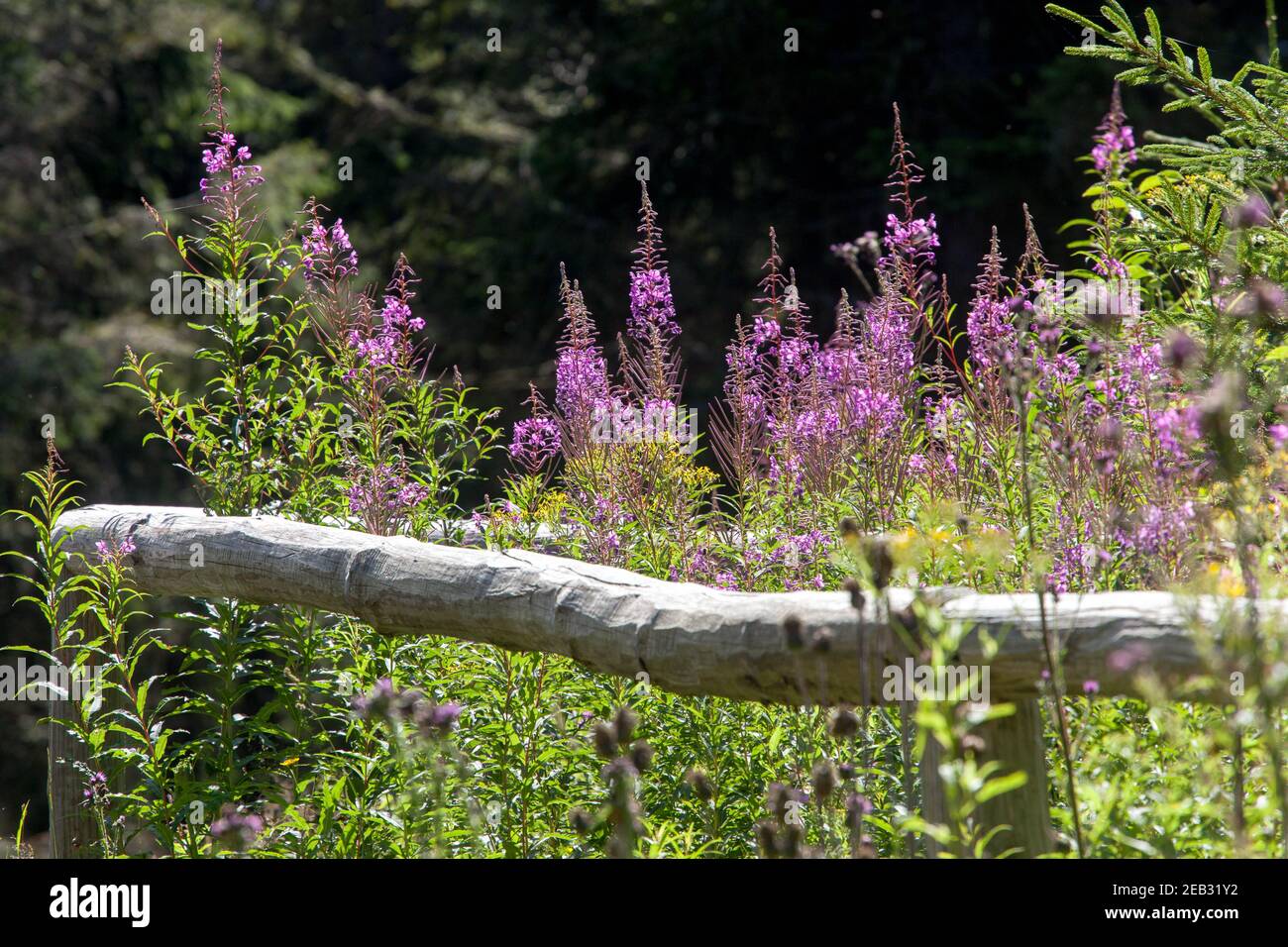 Sumava Nationalpark, Tschechische Republik, Chamaenerion angustifolium Willowhere, wilde Pflanze, wächst entlang von Bergwanderwegen Stockfoto