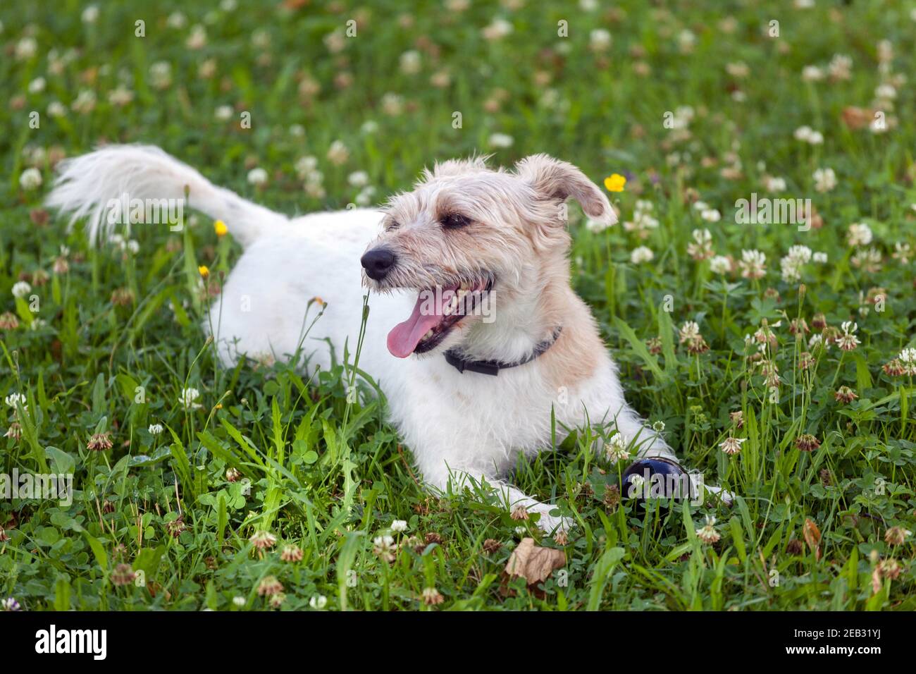 Hund im Garten liegt auf dem Rasen, Gras Stockfoto