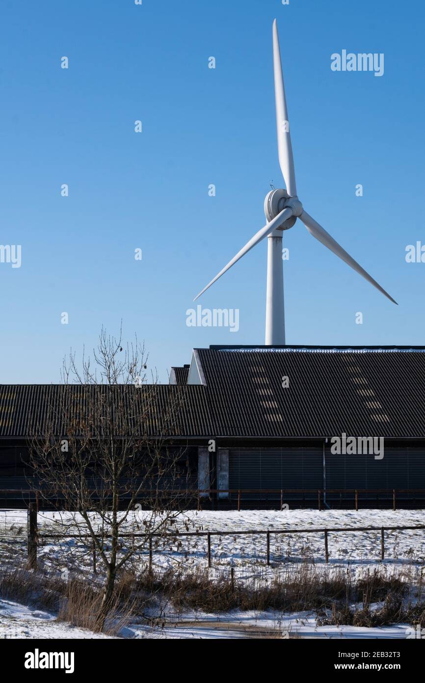 Windmühle in der Nähe einer Scheune neben einem Bauernhof in den Niederlanden im Winter mit Schnee, Sonne und blauen Himmel. Der Bauer erzeugt seine eigene Energie. Vertikales Bild Stockfoto