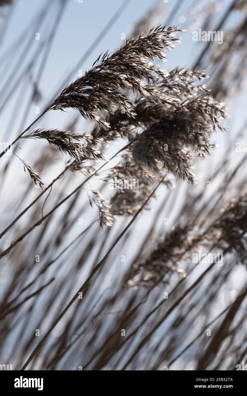 Schöne ruhige winkende Schilf im Sonnenlicht Stockfoto