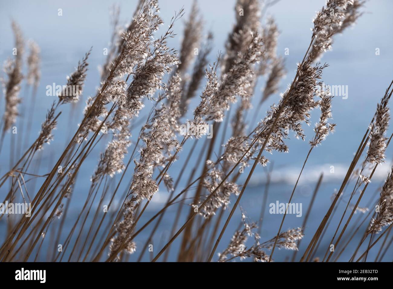 Schöne ruhige winkende Schilf im Sonnenlicht. Blauer Hintergrund Stockfoto