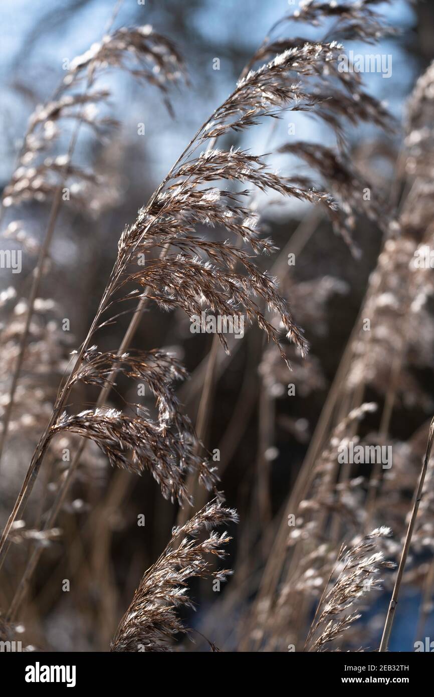 Schöne ruhige winkende Schilf im Sonnenlicht Stockfoto