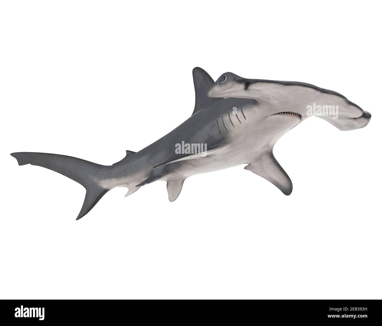 Riesiger Haifischmund Ausgeschnittene Stockfotos Und Bilder Alamy