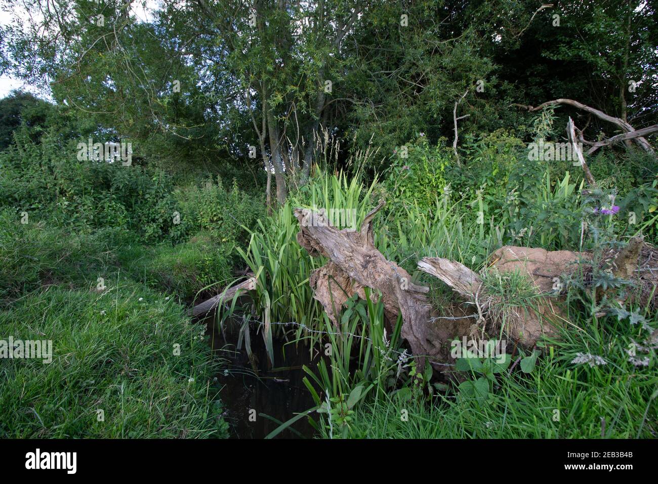 Verfallender Stumpf über einem Bach mit einem alten Stacheldraht Zaun im Abendlicht Stockfoto