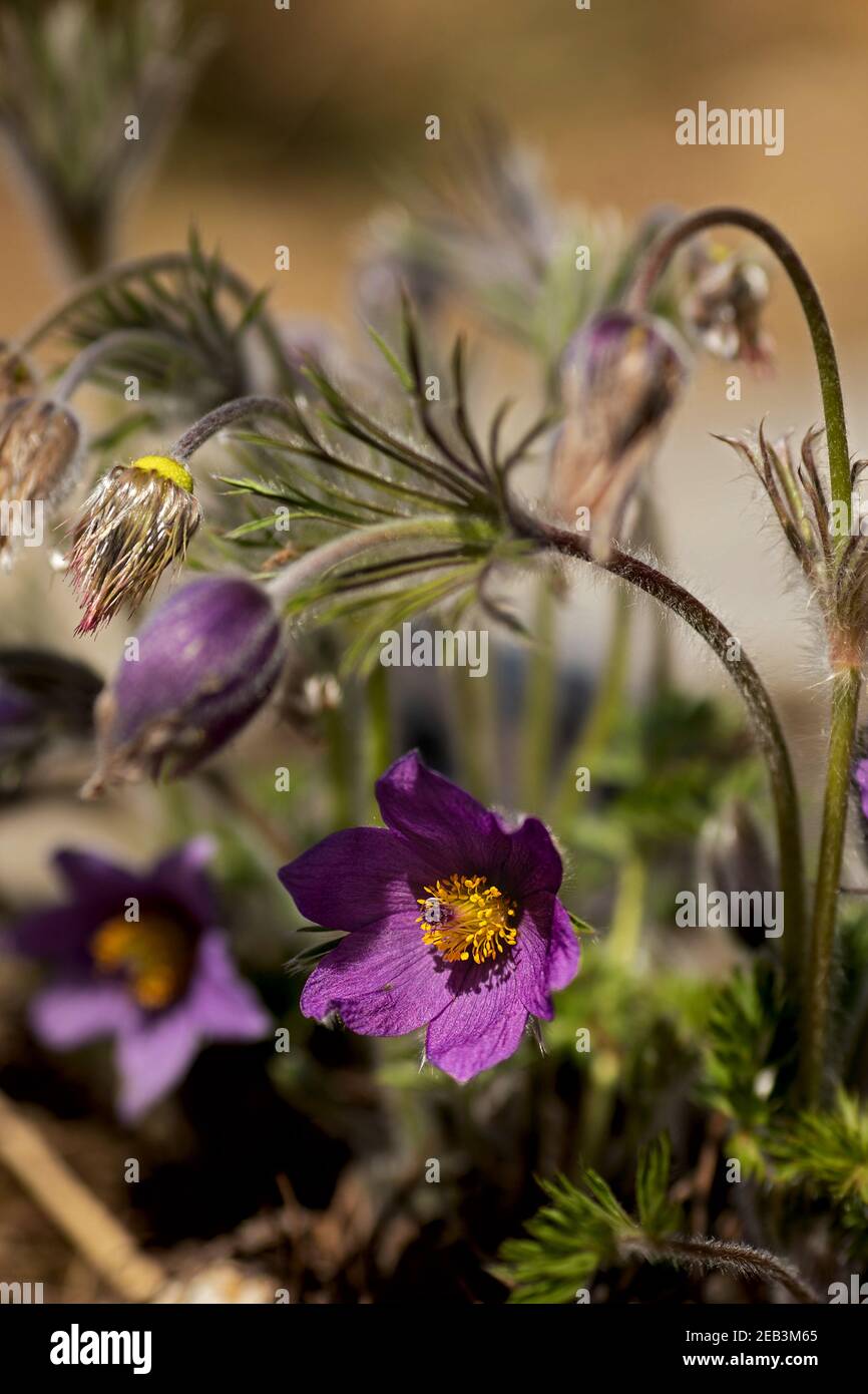 Schöne europäische Passblume im Frühling Stockfoto