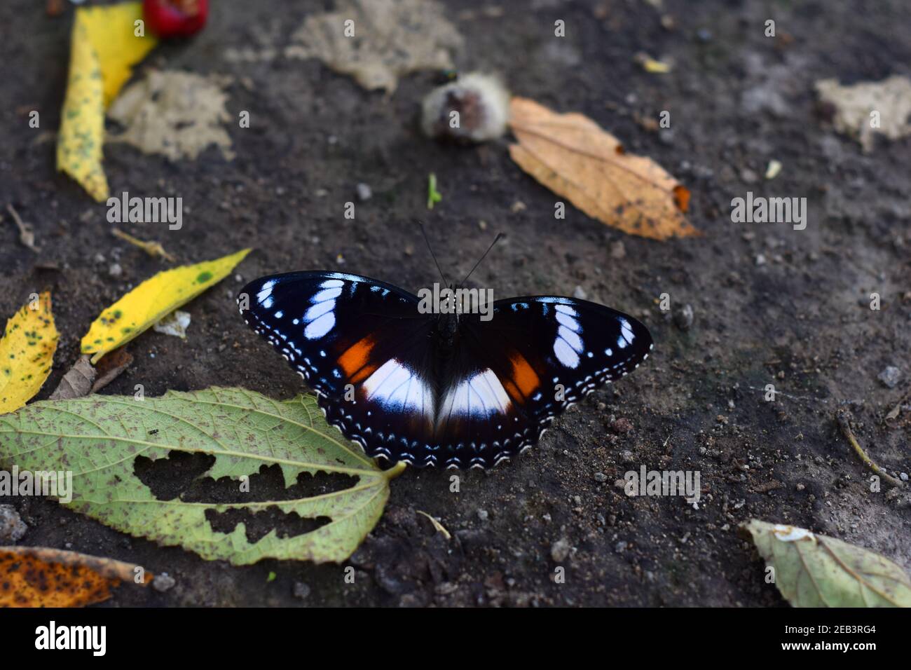 Gemeinsame Eierfliegen Fütterung auf einem gefallenen Obst auf dem Boden Stockfoto