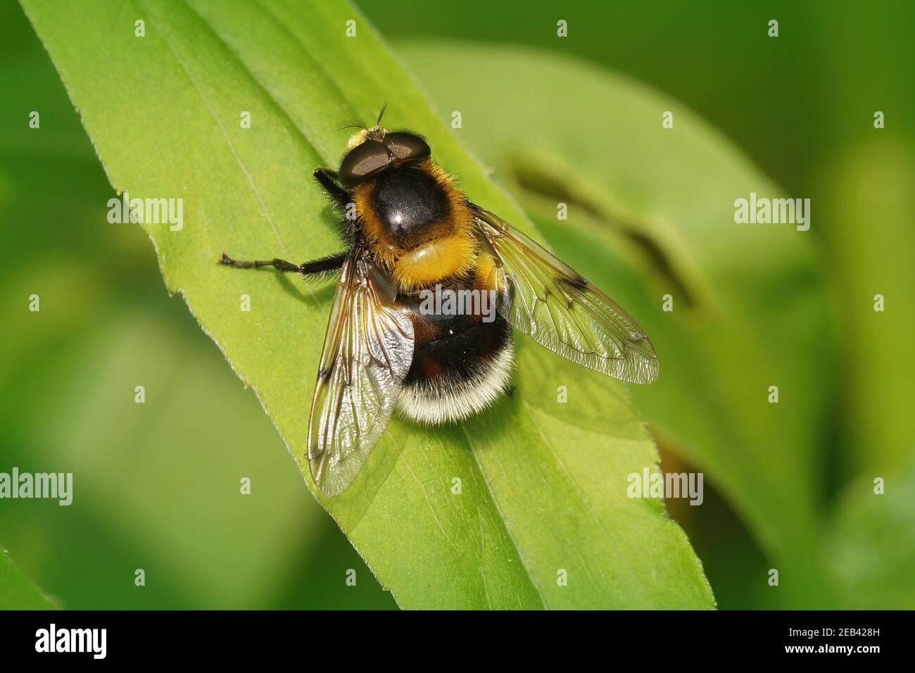Nahaufnahme von Volucella bombylans auf einem grünen Blatt Stockfoto