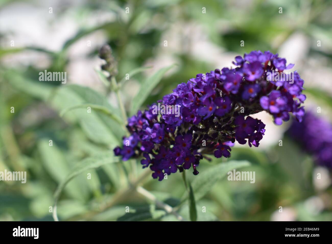 Selektive Fokusaufnahme von Buddleia-Blumen im Garten Stockfoto