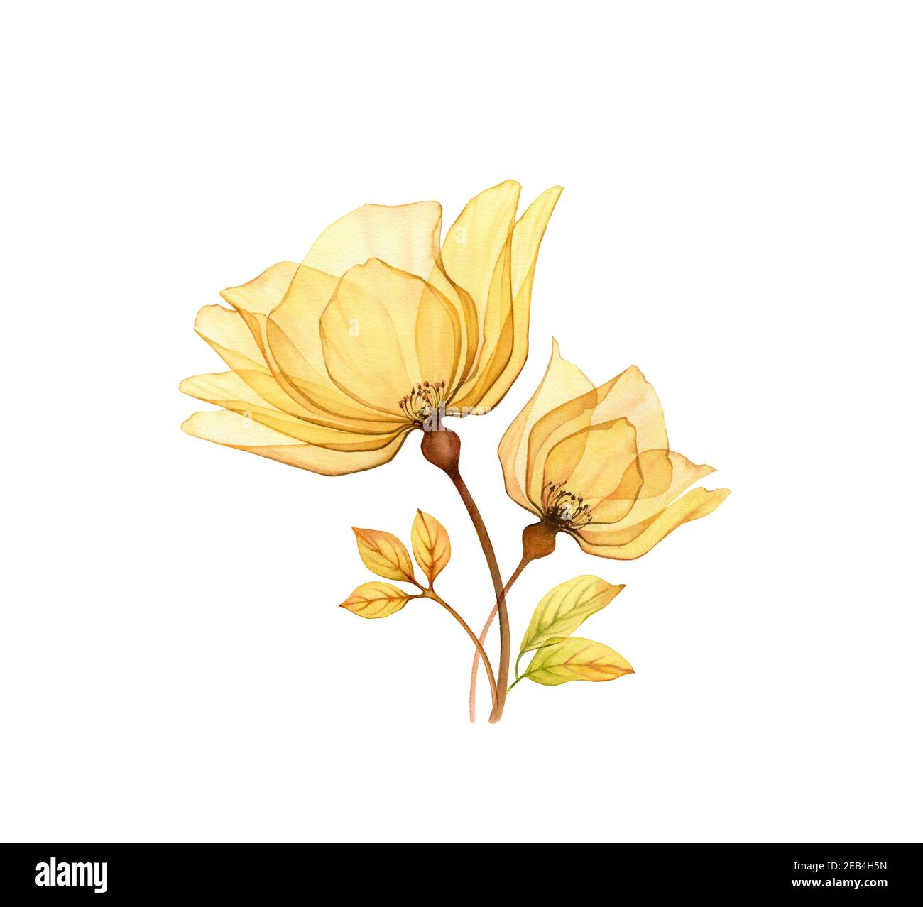 Aquarell Rosenstrauß. Transparente gelbe Blüten mit Blättern isoliert auf weiß. Handbemaltes Vintage Arrangement. Botanische Illustration für Karten Stockfoto