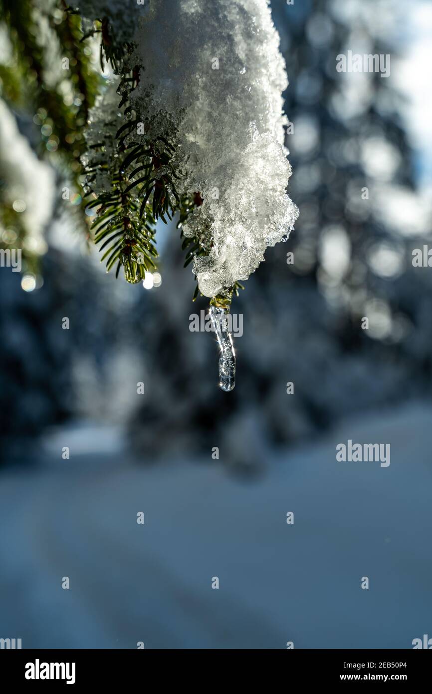 Mitten im Winterwunderland, mit verschneiten Tannenbäumen. Ein sonniger Tag im Bregenzerwald. Sonnenstrahlen beleuchten verschneite Äste. Bödele Stockfoto