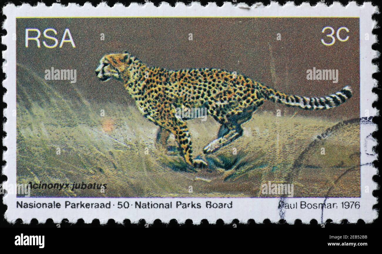 Cheetah auf südafrikanischer Briefmarke Stockfoto