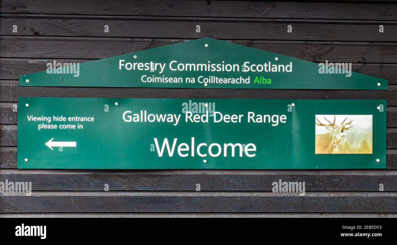 Clatteringshaws, Schottland - Dezember 21st 2020: Galloway Red Deer Range im Galloway Forest Park Stockfoto