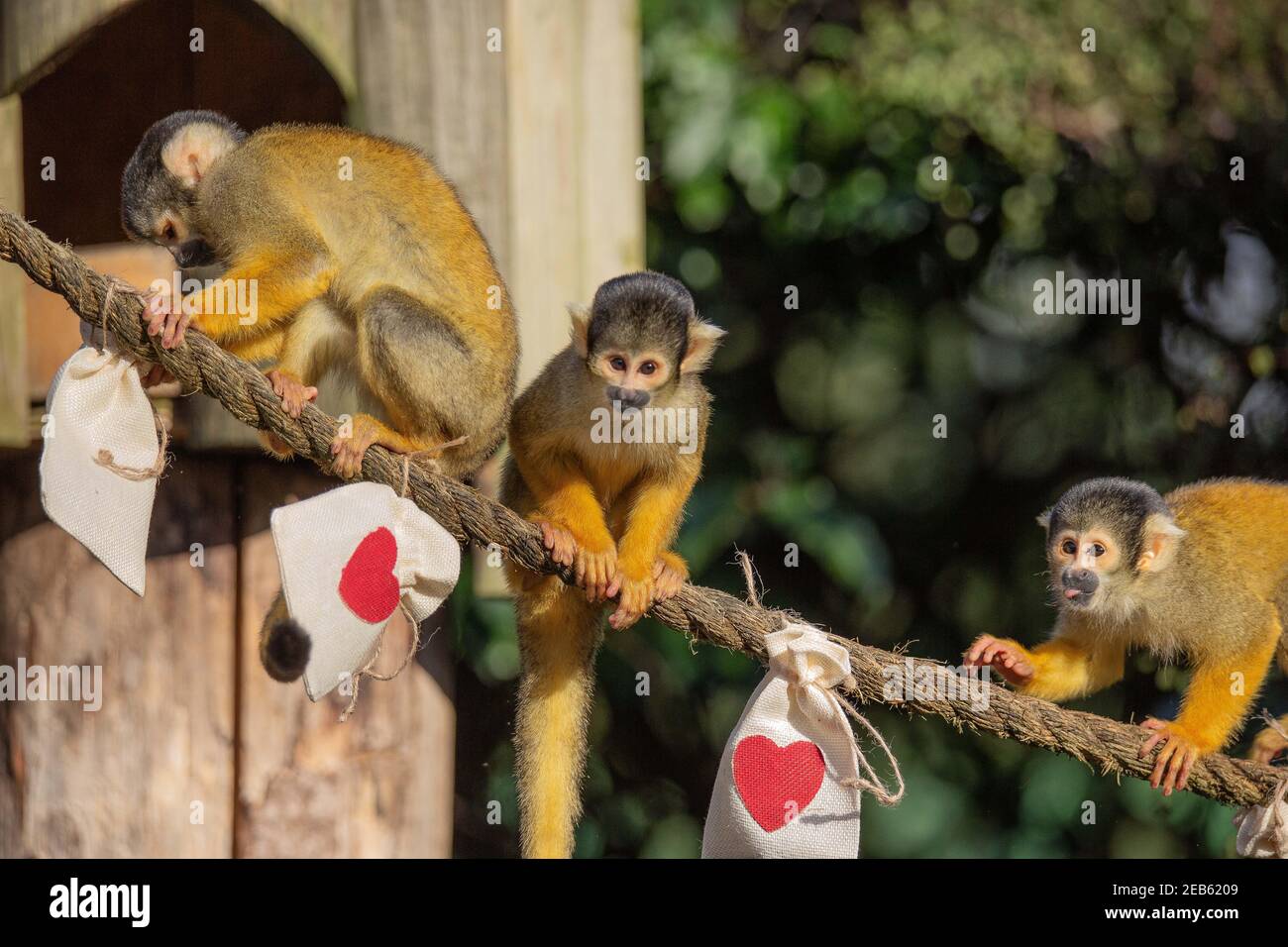 Ersparen Sie sich einen Gedanken für ZSL London Zoo 's bolivianischen schwarz gedeckelten Eichhörnchen Affen dieser Valentinstag . Der Zoo bleibt im Rahmen der landesweiten Sperrung für die Öffentlichkeit geschlossen, während Tierpfleger im Zoo bleiben, um sich um die Tiere zu kümmern.der Zoo bittet die Öffentlichkeit, etwas Liebe zu zeigen und zu spenden, um sich um die 18000 Tiere zu kümmern, da die Türen noch geschlossen sind Um die Regierung zu sperren, der Zoo fehlen auf lebenswichtige Einkommen. Engagierte Hüter sorgten dafür, dass es eine Tüte Leckereien für jedes Mitglied der schelmischen Gruppe gab, die zusammen in einem Spaziergang unter freiem Himmel durch den historischen Zoo leben. Stockfoto