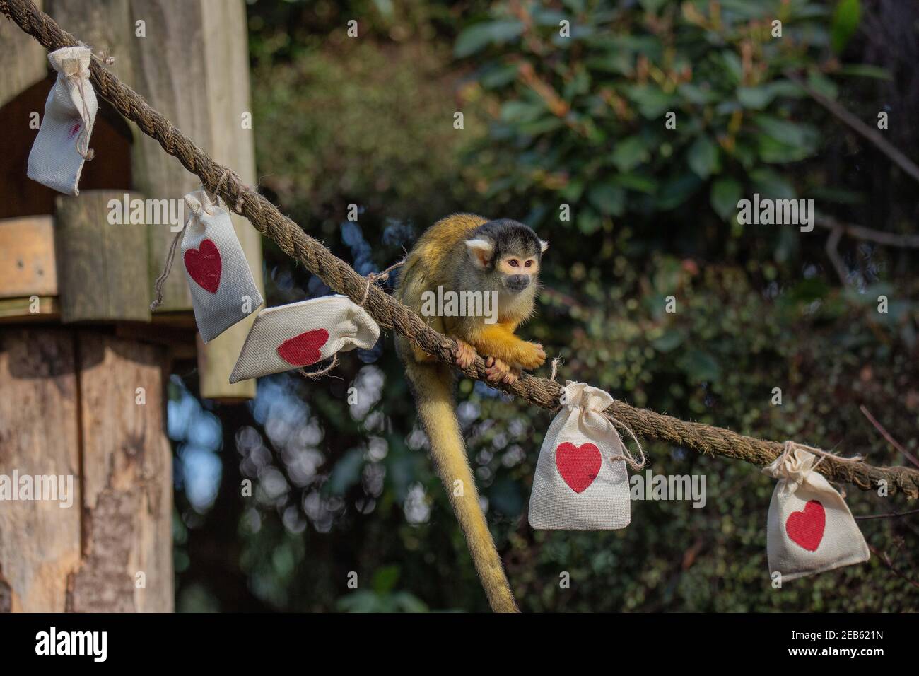 Ersparen Sie sich einen Gedanken für ZSL London Zoo 's bolivianischen schwarz gedeckelten Eichhörnchen Affen dieser Valentinstag . Der Zoo bleibt im Rahmen der landesweiten Sperrung für die Öffentlichkeit geschlossen, während Tierpfleger im Zoo bleiben, um sich um die Tiere zu kümmern.der Zoo bittet die Öffentlichkeit, etwas Liebe zu zeigen und zu spenden, um sich um die 18000 Tiere zu kümmern, da die Türen noch geschlossen sind Um die Regierung zu sperren, der Zoo fehlen auf lebenswichtige Einkommen. Engagierte Hüter sorgten dafür, dass es eine Tüte Leckereien für jedes Mitglied der schelmischen Gruppe gab, die zusammen in einem Spaziergang unter freiem Himmel durch den historischen Zoo leben. Stockfoto