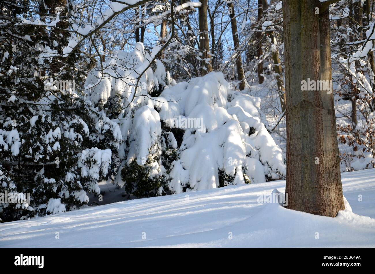 Winterliche Szene im Kartausgarten, Eisenach Stockfoto
