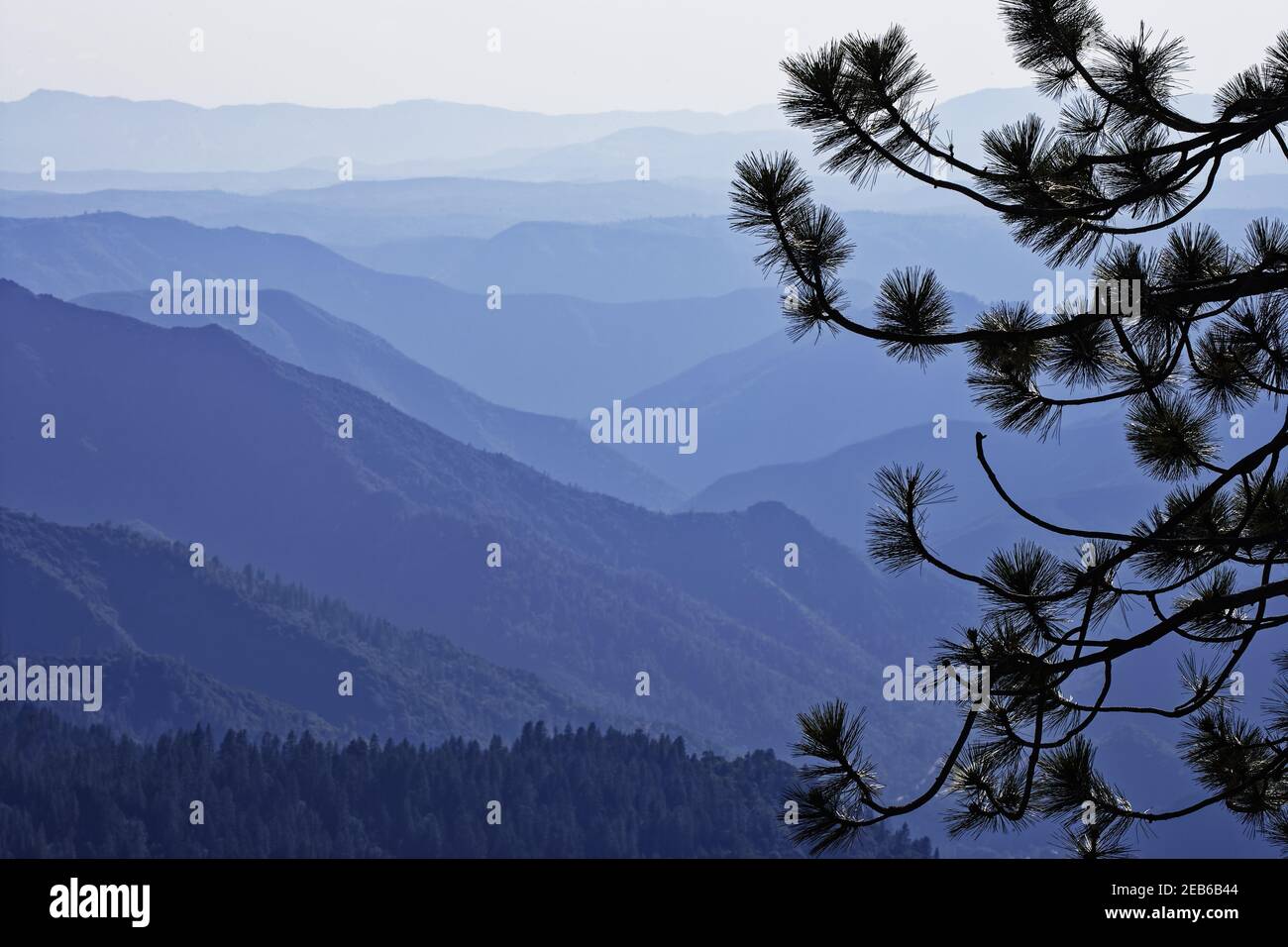Hintergrundbeleuchtetes Nadelgehegen Yosemite National Park California, USA LA000521 Stockfoto