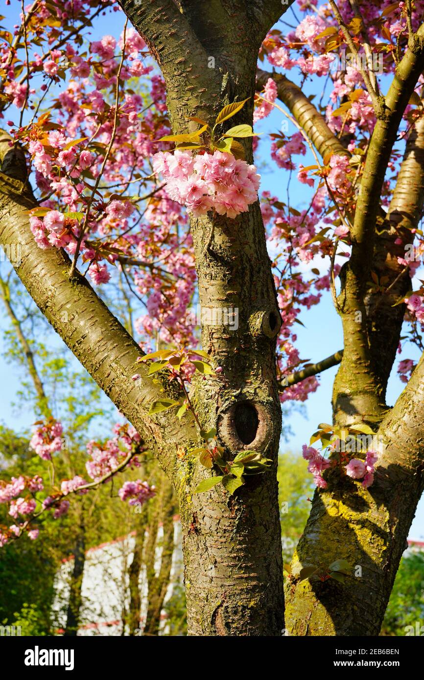 Kirschblütenbaum mit blühenden rosa Kirschblüten im Frühling in Deutschland. Blauer Himmel Hintergrund. Stockfoto