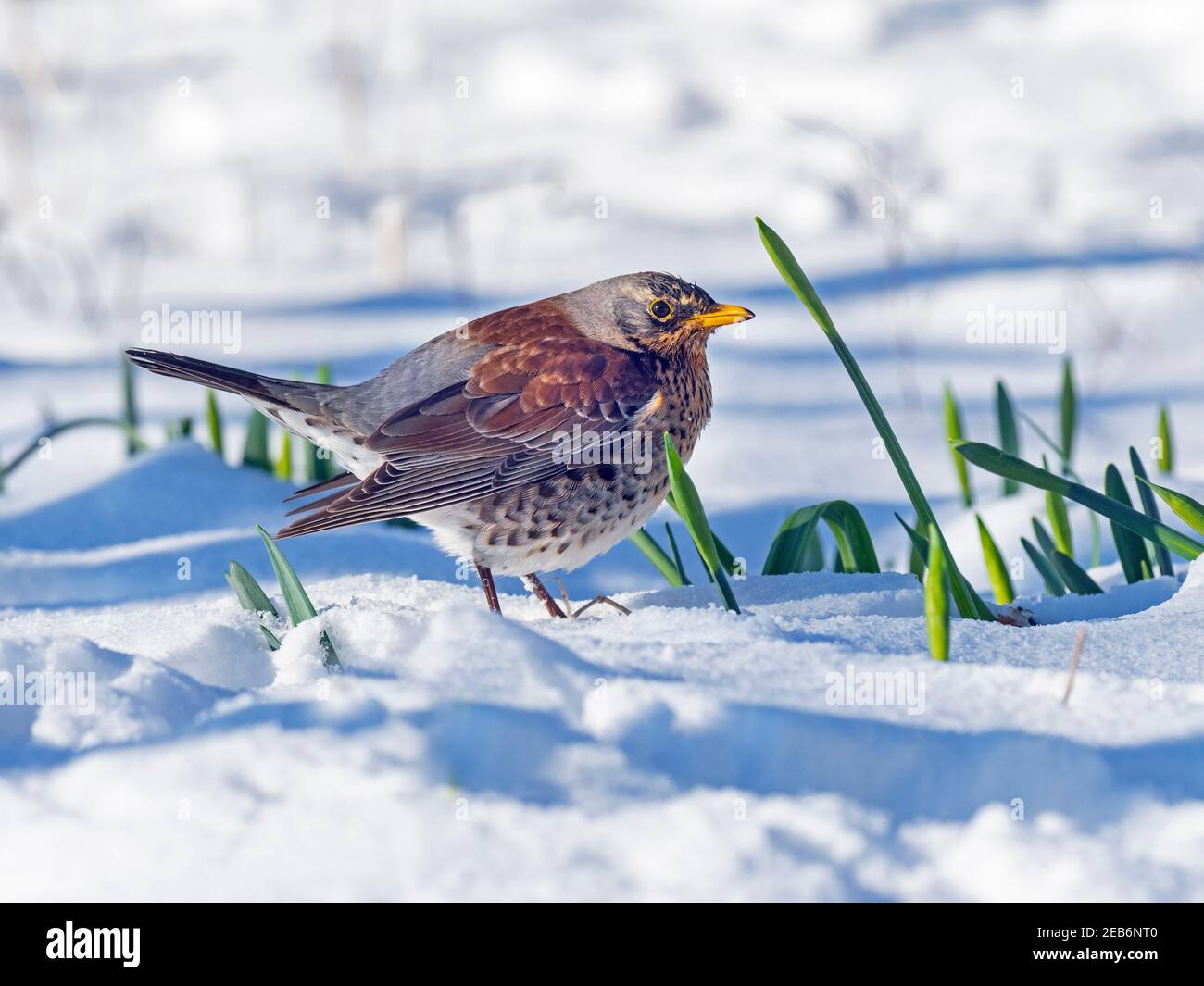 Feldfare Turdus pilaris Norfolk im Winter im Schnee Stockfoto