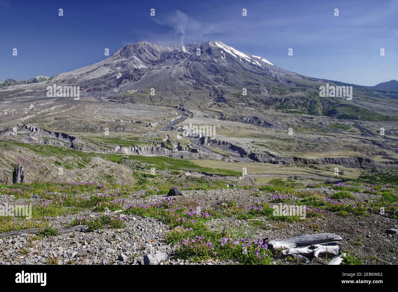 Penstemons wächst in der Asche von der Eruption 1980 mit Mount St Helens im Hintergrund Mount St Helens National Monument Washington State, USA Stockfoto