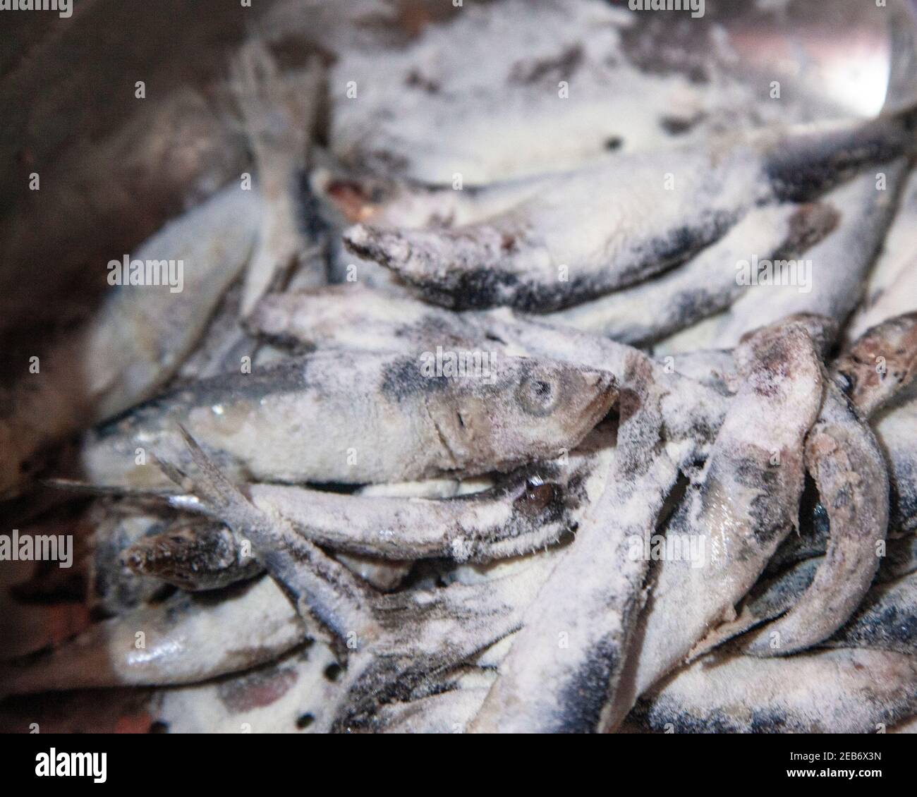 Frischer Sardinenfisch Stockfoto
