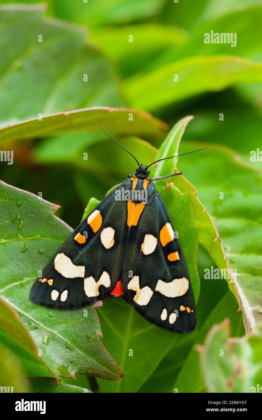 Nahaufnahme einer scharlachroten Tiger Moth (Callimorpha dominula) auf einem Blatt in einem Garten im Südwesten Englands im Sommer. Stockfoto