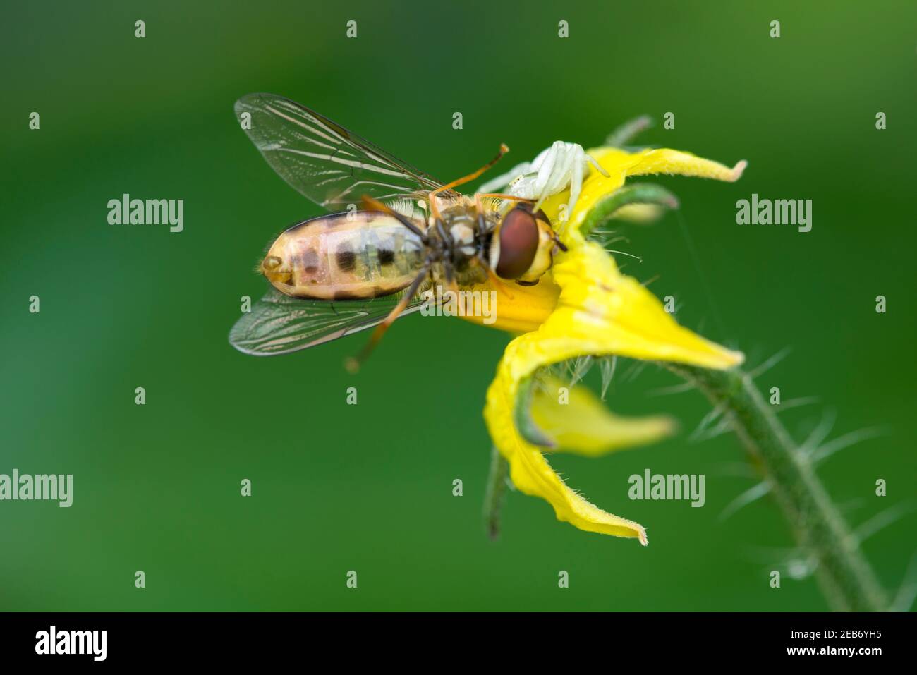 Eine Schwebfliege wird von einer Blume Krabbenspinne (Misumena vatia) auf einer gelben Tomatenpflanze Blume in einem Garten gefangen. Stockfoto