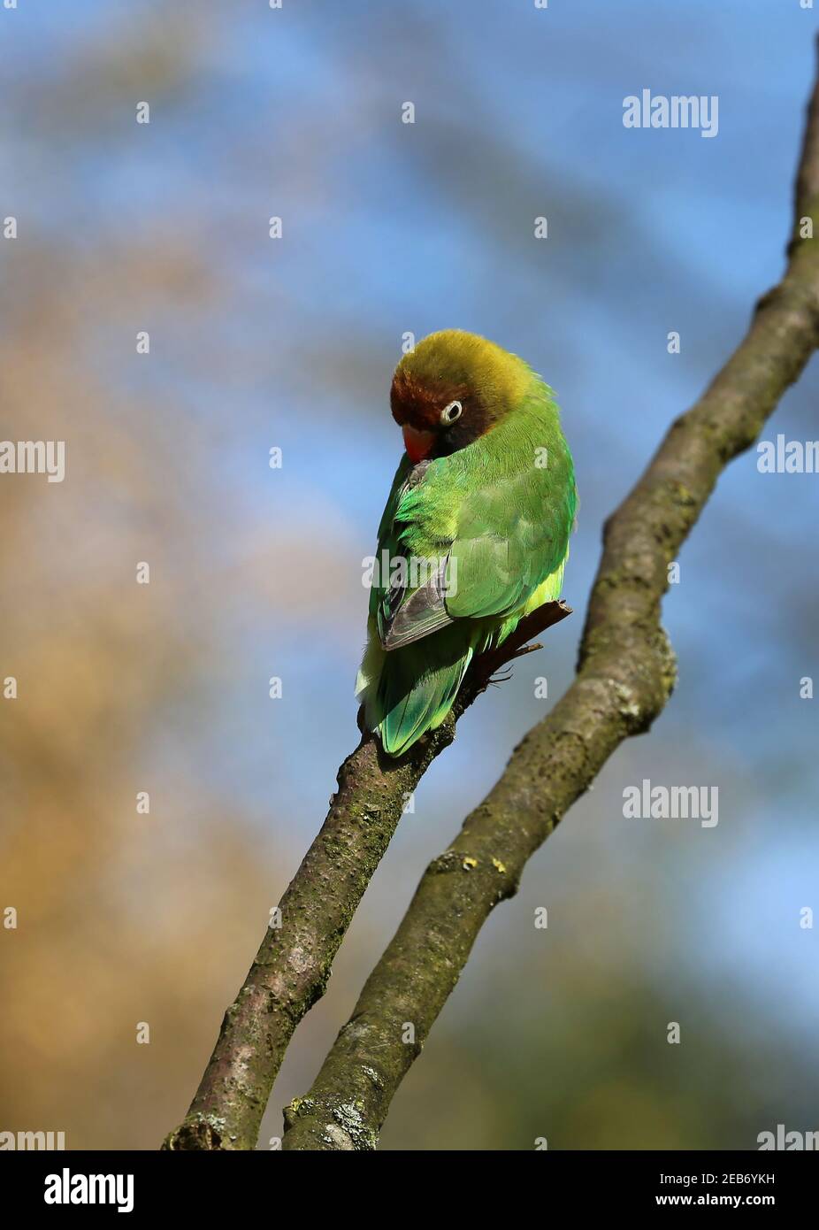 Schwarzwabenvogel (Agapornis nigrigenis) auf einem Baum Stockfoto