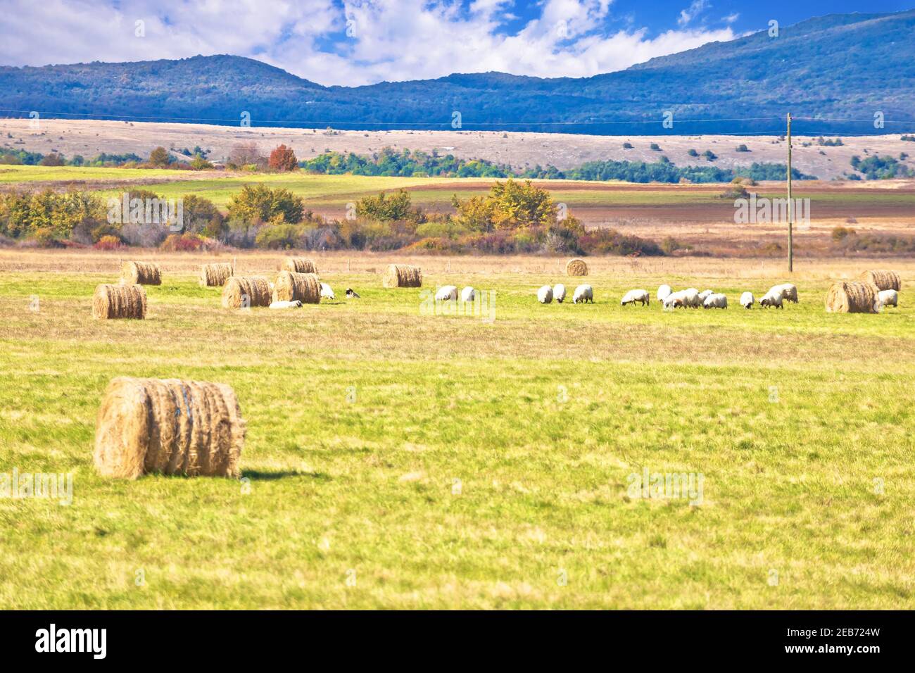 Krbava-Feld. Landschaftlich reizvolle ländliche Landschaft und Schafzucht in Lika Region, Zentralkroatien Stockfoto